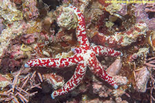 sea star